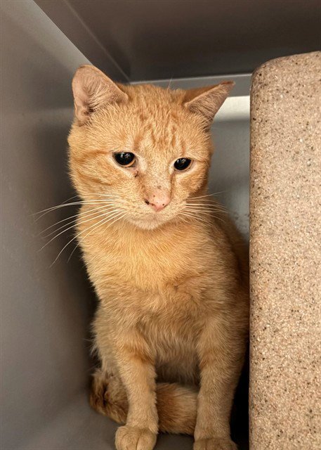 SHERBERT - Domestic Short Hair for adoption in Frederick
