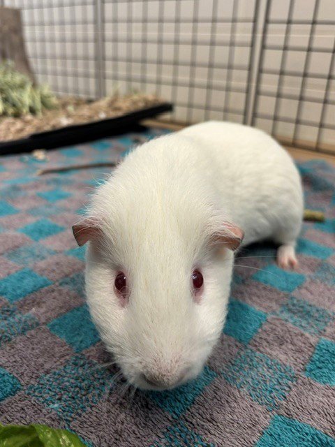 FROZONE - Guinea Pig available for adoption