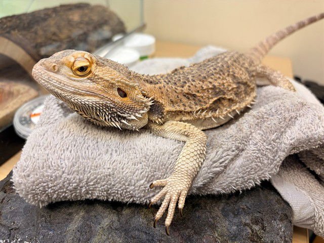 BEBOP - Lizard available for adoption