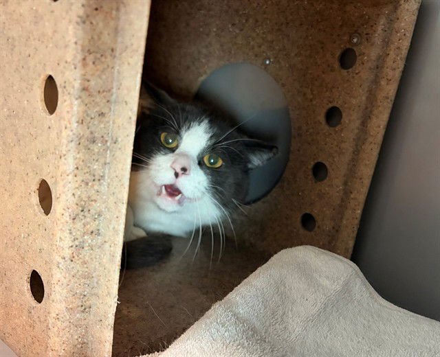 GOOSE - Domestic Medium Hair available for adoption