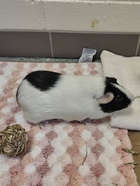 KIWI - Photo 1