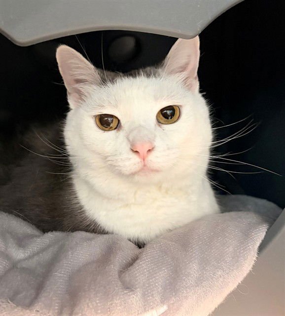 SCOUT - Domestic Short Hair available for adoption