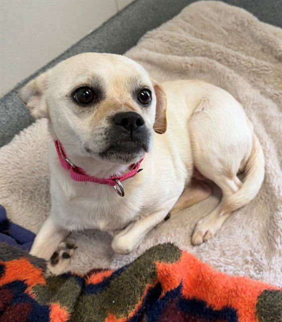 AUBREY - Chihuahua available for adoption