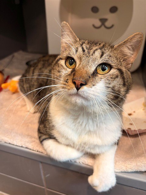 CHAMP - Domestic Short Hair available for adoption