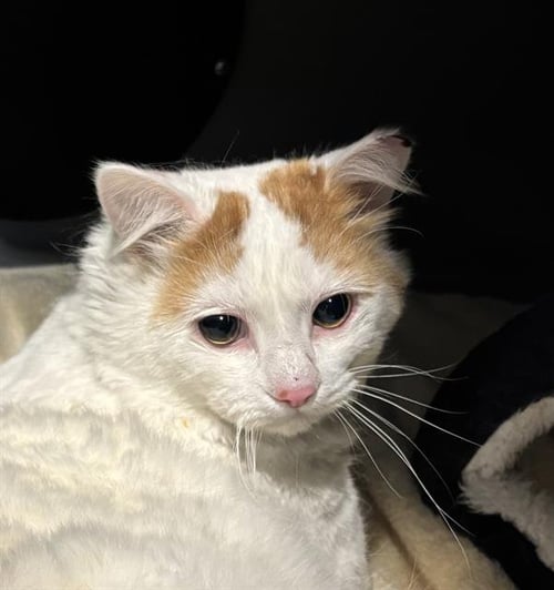 BABY - Domestic Medium Hair available for adoption