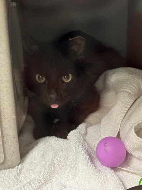 BLAZE - Domestic Long Hair available for adoption