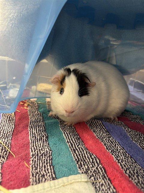 CHIEFS - Guinea Pig available for adoption