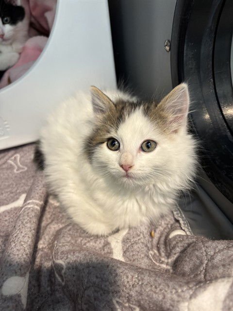 SIS - Domestic Short Hair available for adoption