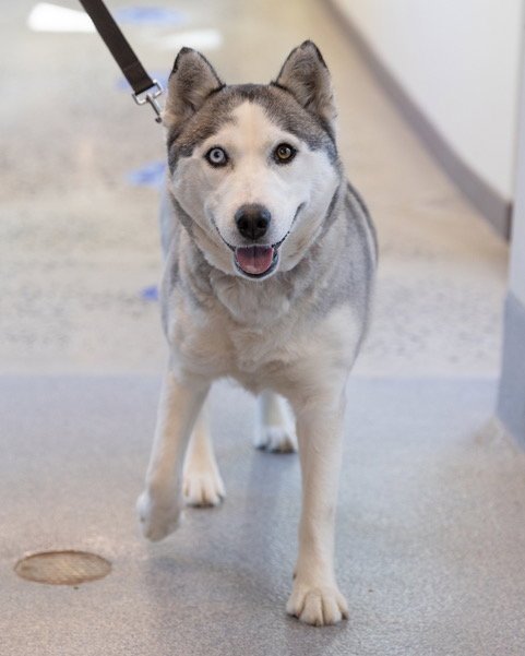 LUNA - Siberian Husky for adoption in Frederick