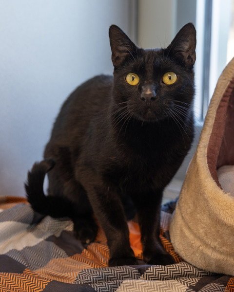 MAX - Domestic Short Hair available for adoption