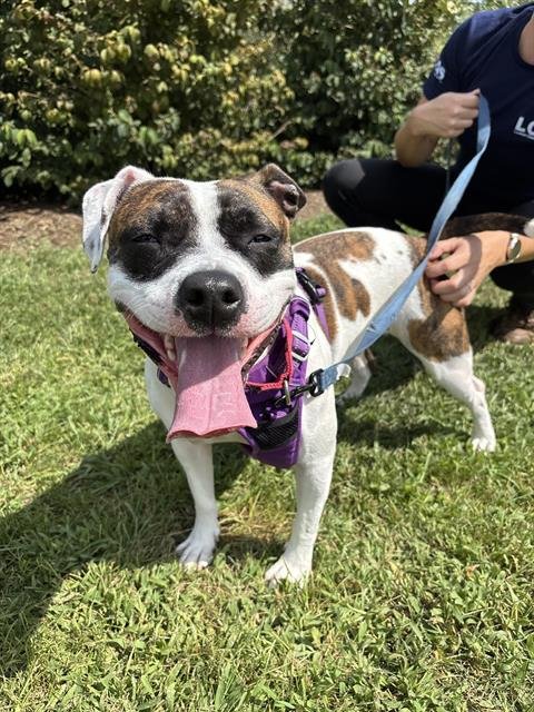 NEZUKO - Pit Bull Terrier available for adoption