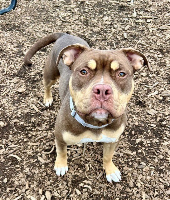 TWINKIE - American Bulldog available for adoption