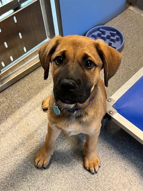 TIGERLILLY - Hound for adoption in Frederick
