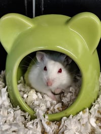CHIBI - Photo 1