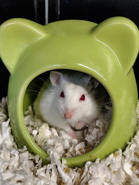 CHIBI - Hamster available for adoption