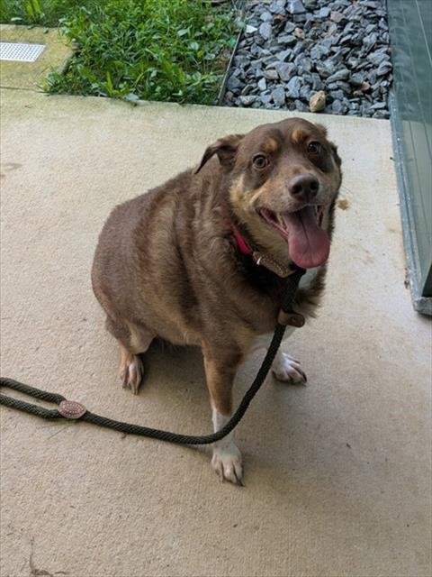 JERRY - Australian Shepherd available for adoption