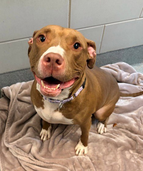 ALLEGRA - American Pit Bull Terrier available for adoption
