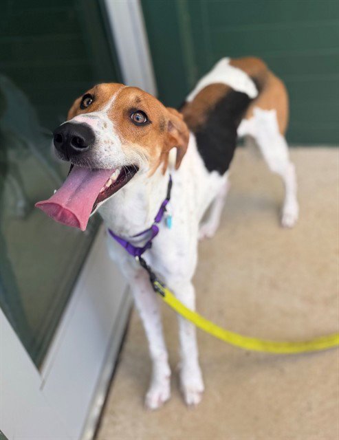ROSCOE Image