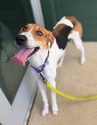 ROSCOE - Photo 1