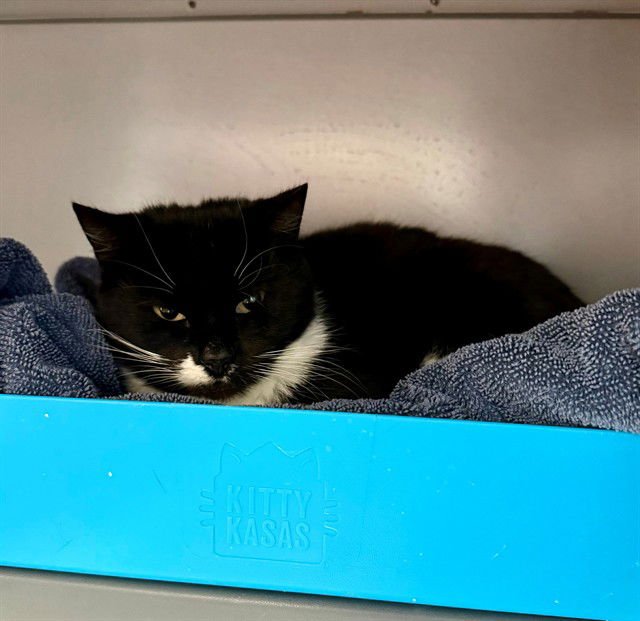 LIGHTBULB - Domestic Short Hair available for adoption