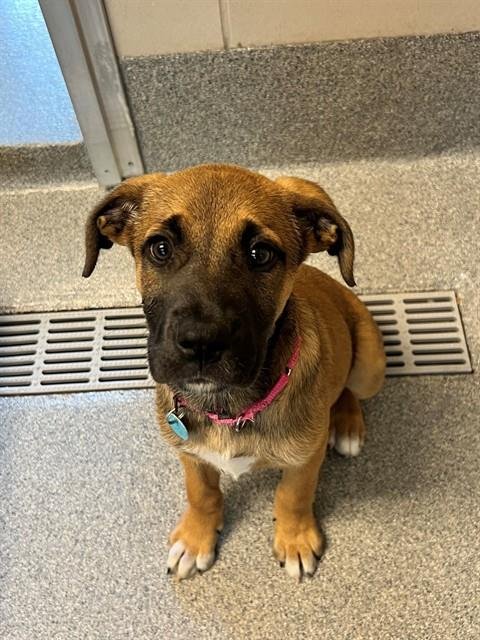 BIG MAMA - Hound for adoption in Frederick