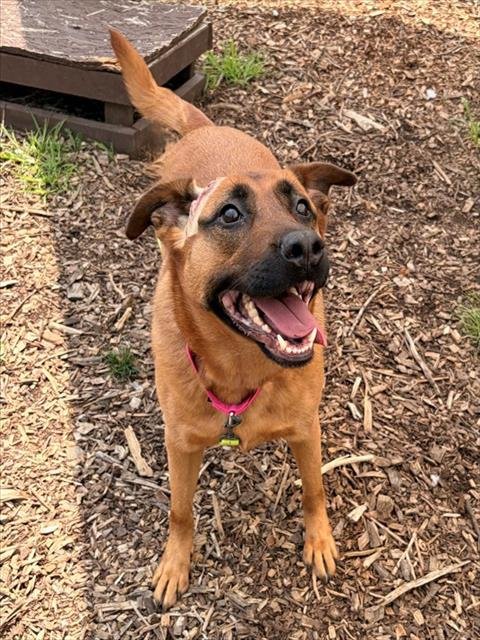ROXI - German Shepherd Dog for adoption in Frederick