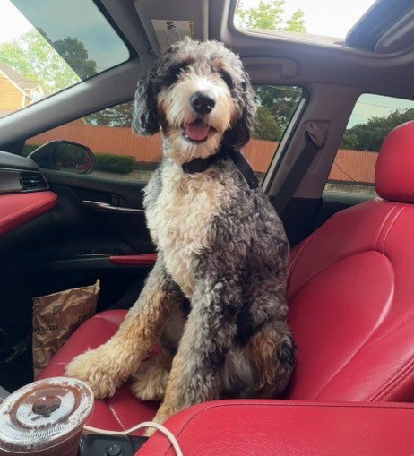 JUICE - Poodle (Standard) available for adoption