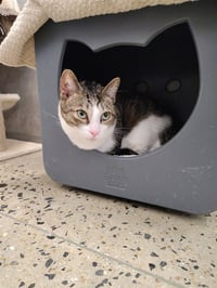 TIGGER - Photo 1