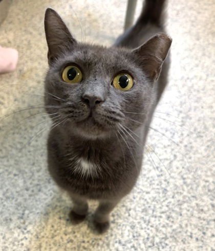 ICED MACCHIATO - Domestic Short Hair available for adoption