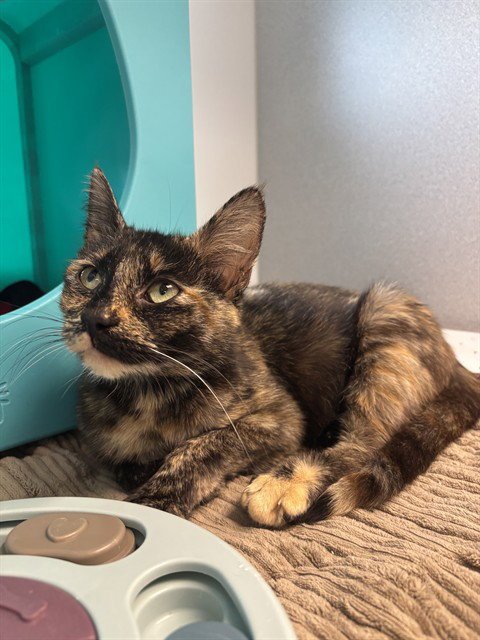 NOODLE - Domestic Short Hair available for adoption