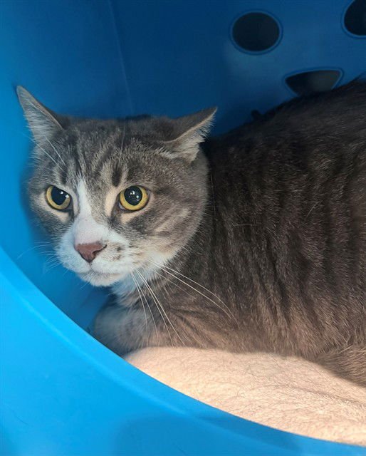 CHARCOAL - Domestic Short Hair available for adoption