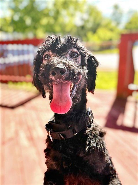 ROBIN - Poodle (Miniature) for adoption in Frederick