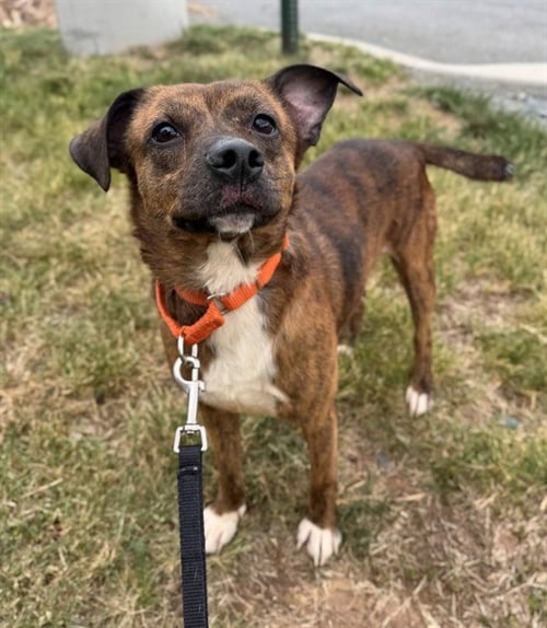 HERCULES - Chihuahua available for adoption