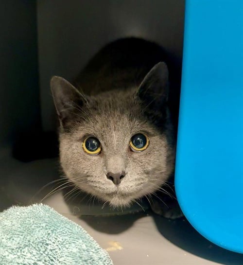 JOEY - Domestic Short Hair available for adoption