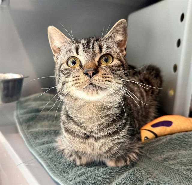 LAMP - Domestic Short Hair available for adoption