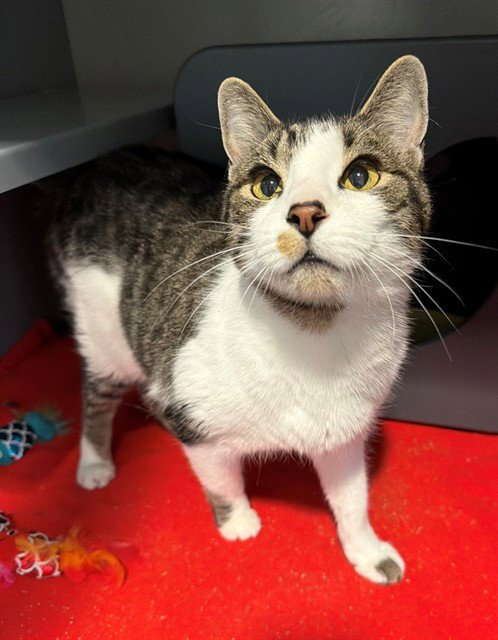 BUDDY - Domestic Short Hair available for adoption