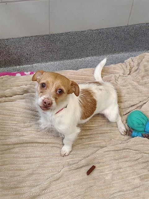 WHISKERS - Chihuahua / Dachshund available for adoption