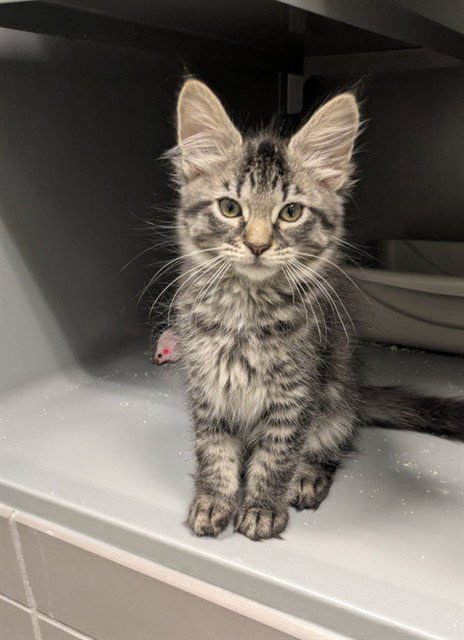 BILLABONG - Domestic Medium Hair available for adoption