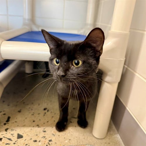 ANSKY - Domestic Short Hair available for adoption