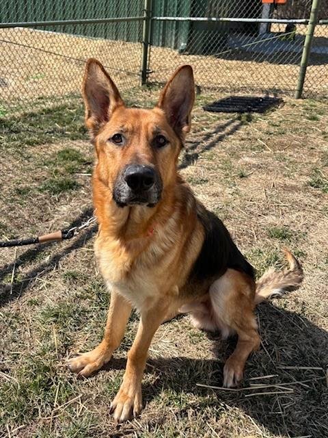 AZRIEL - German Shepherd Dog available for adoption