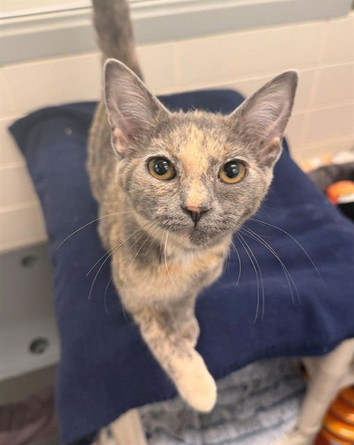 BITTY - Domestic Short Hair available for adoption