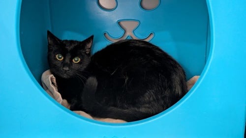 TUTU - Domestic Short Hair available for adoption