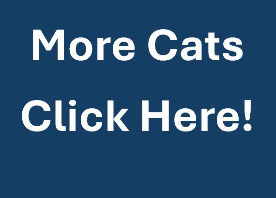 MORE CATS Image