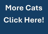 MORE CATS - Photo 1