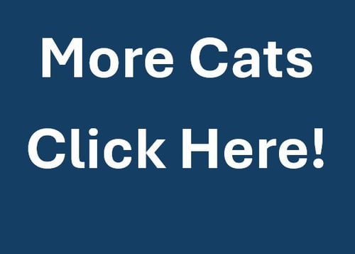 MORE CATS - Domestic Short Hair available for adoption