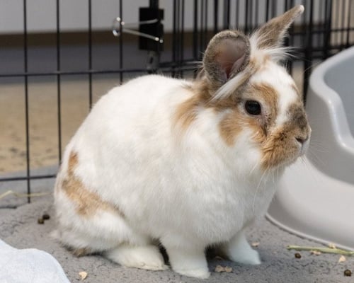 BIBBLE - Shorthaired Rabbit available for adoption