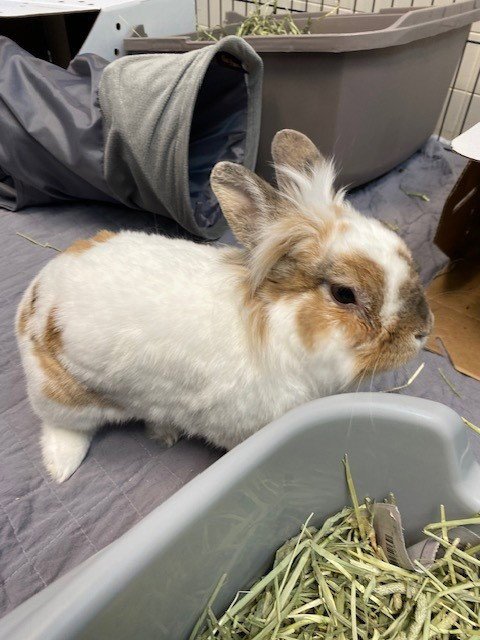BIBBLE - Shorthaired Rabbit available for adoption