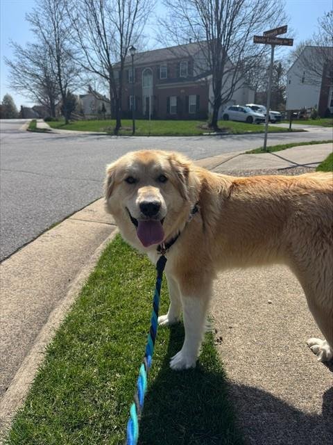 PEANUT - Great Pyrenees / Golden Retriever available for adoption