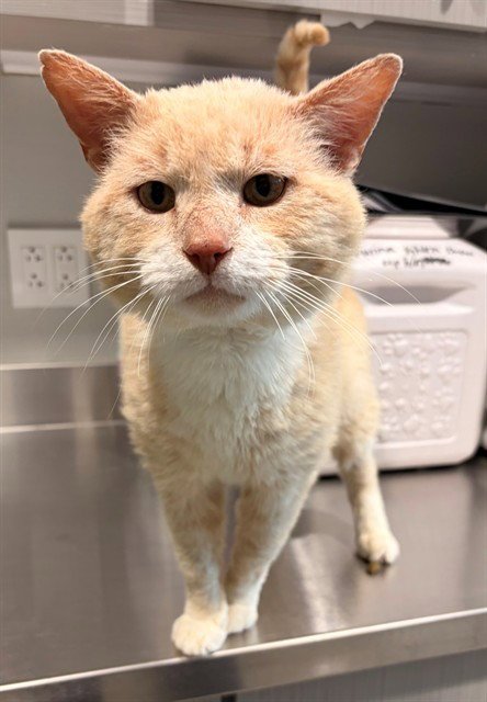 LEONARD - Domestic Short Hair available for adoption