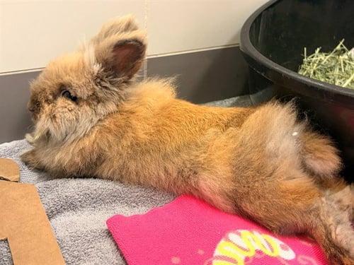 BISCOFF - Longhaired Rabbit available for adoption